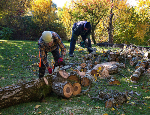 Tree Nutrition and Fertilization