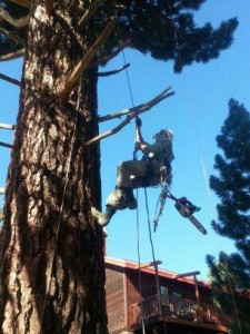 Spikeless Pruning-Mammoth Lakes Tree Service-Skyline Arborist