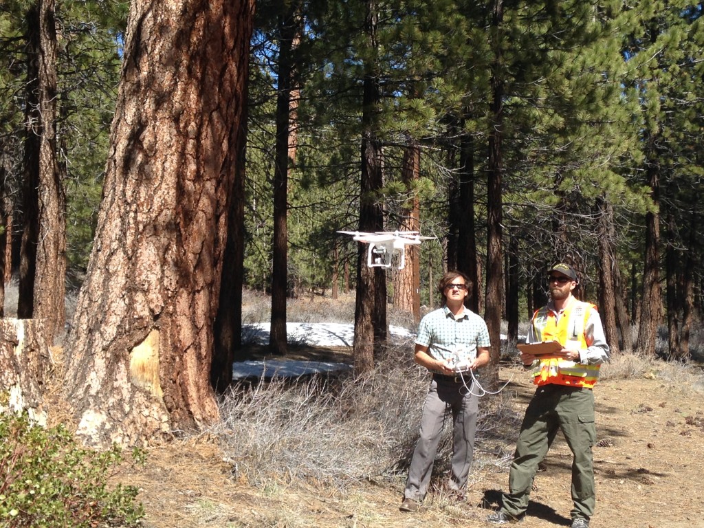 Aerial Tree Assessment Mammoth Lakes