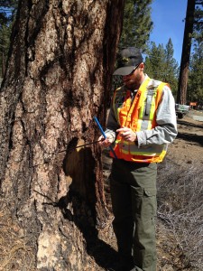 Tree Core Assessment in mammoth lakes