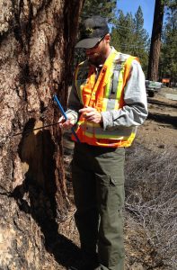 Michael McLaughlin Owner of Skyline Arborist